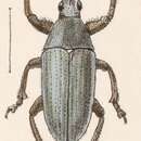 Image of Megalostylus rhodopus Boheman 1840