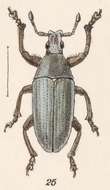 Слика од Megalostylus rhodopus Boheman 1840