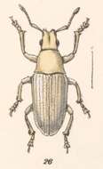 Image de Megalostylus brevipilis Champion 1911