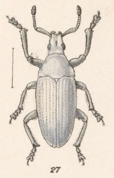 Слика од Megalostylus albicans Lacordaire