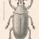 Image of Megalostylus albicans Lacordaire