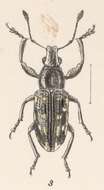 Imagem de Mimographopsis pustulatus Champion 1911