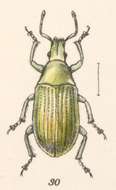 Слика од Megalostylus splendidus Chevrolat 1878