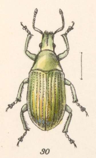 Слика од Megalostylus splendidus Chevrolat 1878