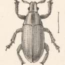 Слика од Megalostylus splendidus Chevrolat 1878