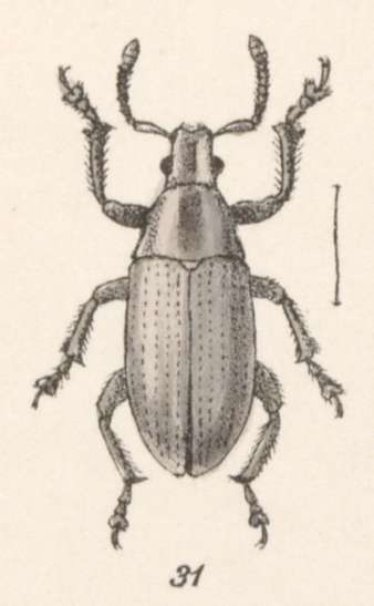 Слика од Megalostylus splendidus Chevrolat 1878