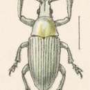 Image of Megalostylus fusiformis Champion 1911
