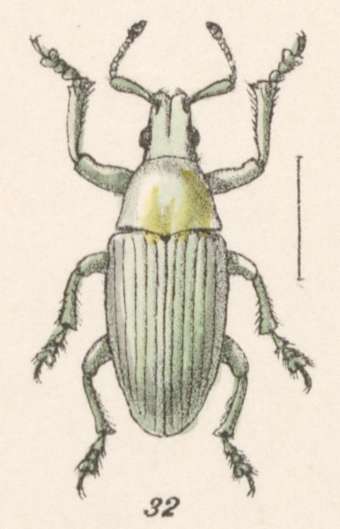 Слика од Megalostylus fusiformis Champion 1911