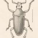 Image of Megalostylus dilaticollis Champion 1911