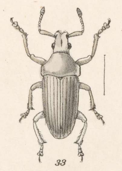 Image of Megalostylus dilaticollis Champion 1911