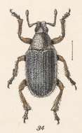 Image of Megalostylus macrophthalmus Champion 1911