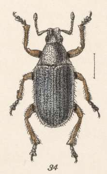 Image of Megalostylus macrophthalmus Champion 1911