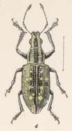 Sivun Mimographopsis pustulatus Champion 1911 kuva