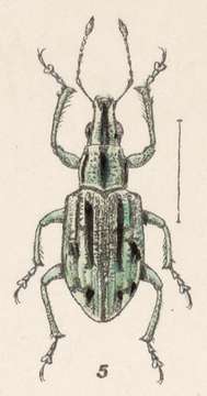 Imagem de Mimographopsis pustulatus Champion 1911