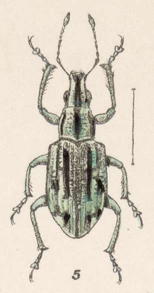 Imagem de Mimographopsis pustulatus Champion 1911