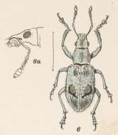 Image de Mimographus