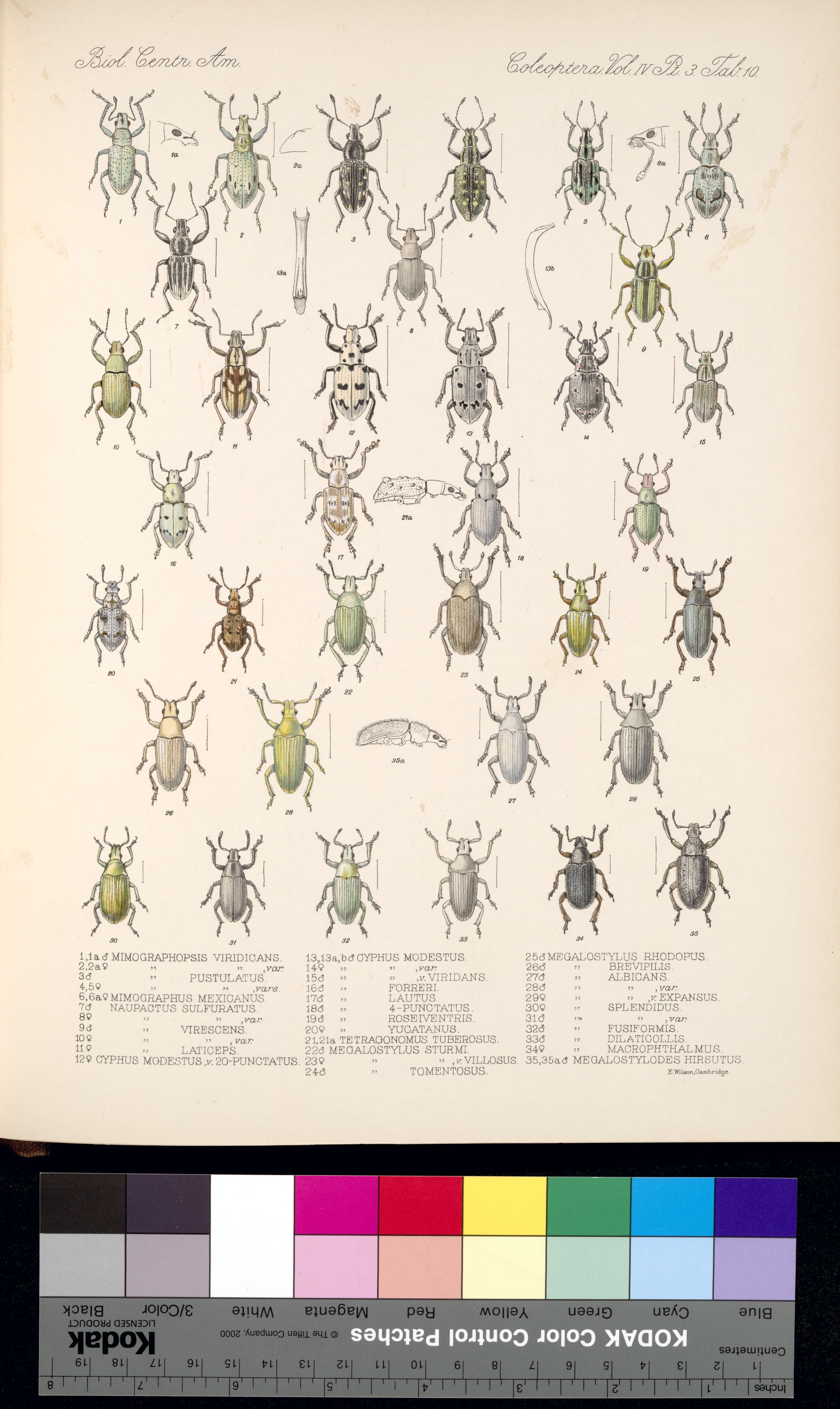 Image de Mimographus