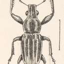 Image of Naupactus sulfuratus Champion 1911
