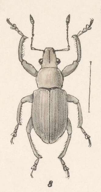 Image of White-fringed Weevils