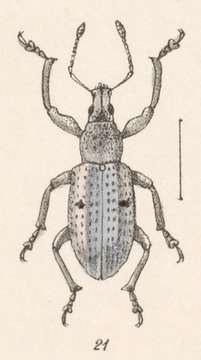 Image of Exophthalmus distigma Champion 1911