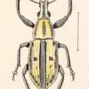 Image of Exophthalmus scalaris Boheman 1840