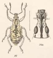 Image of Exophthalmus impositus Pascoe 1880