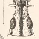 Image of Exophthalmus impositus Pascoe 1880