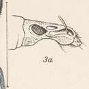 Image of Exophthalmus nicaraguensis Bovie 1907