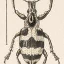Image of Exophthalmus fasciatus Champion 1911