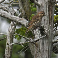 Image of Purple Finch