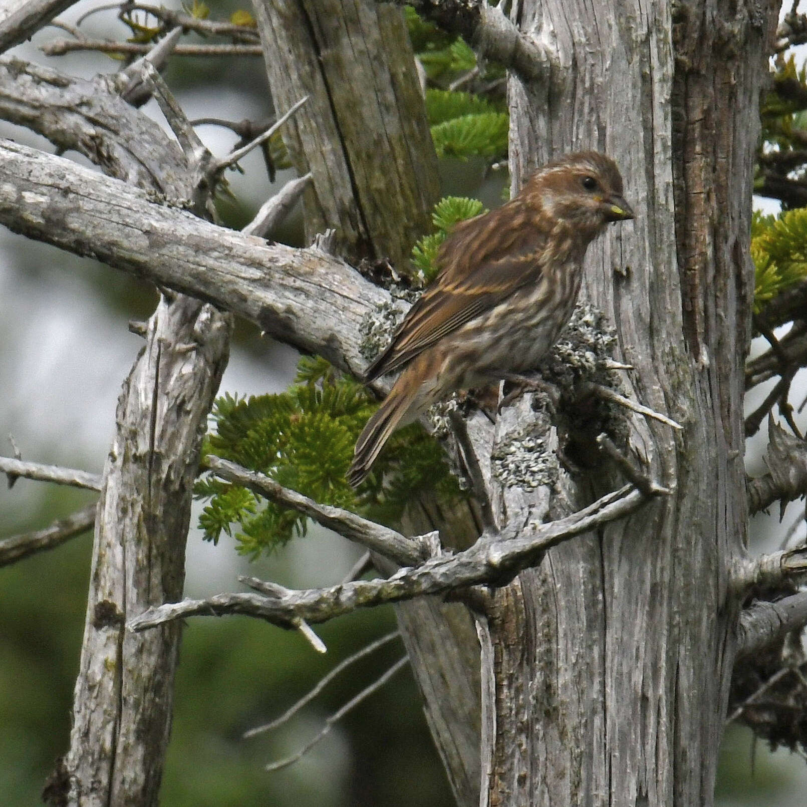 Image of Purple Finch