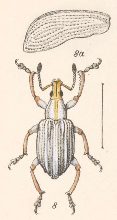 Image of Exophthalmus carinirostris Boheman 1840