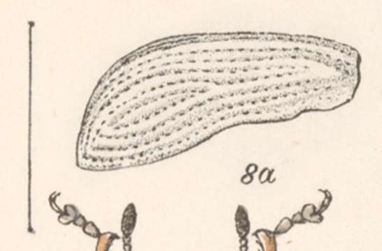 Image of Exophthalmus carinirostris Boheman 1840