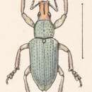 Image of Exophthalmus margaritaceus Champion 1911