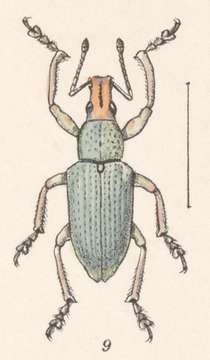 Image of Exophthalmus margaritaceus Champion 1911