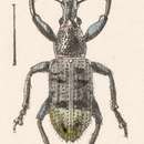 Image of Exophthalmus roralis Boheman 1840