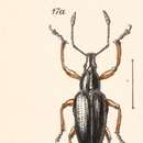 Image of Chauliopleurus adipatus Champion 1911