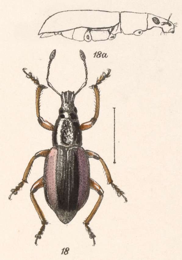 Image of Chauliopleurus rufovittatus Champion 1911