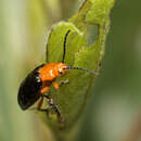 Image of Lamprolina aeneipennis