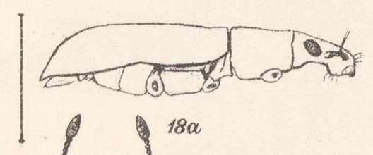 Image of Chauliopleurus rufovittatus Champion 1911