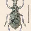 Image of Exophthalmus clathratus Champion 1911