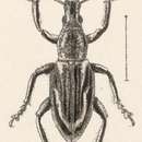 Image of Naupactopsis delumbis Champion 1911