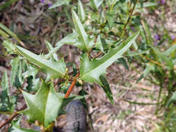 Image de Podolobium ilicifolium (Andrews) Crisp & P. H. Weston