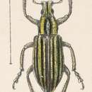 Image of Exophthalmus sulcipennis Champion 1911