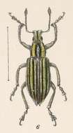 Image of Exophthalmus sulcipennis Champion 1911