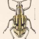 Image of Pseudocyphus macroscapus Champion 1911