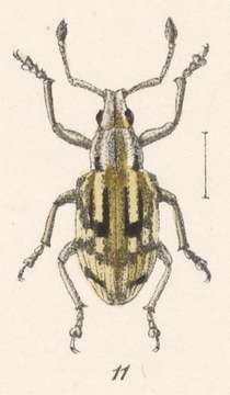 Image of Pseudocyphus macroscapus Champion 1911