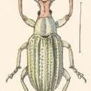 Compsus (Compsus) auricephalus Say 1824 resmi