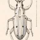 Image of Compsus (Compsus) nigropunctatus Champion 1911