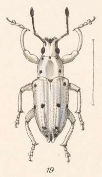 Image of Compsus (Compsus) nigropunctatus Champion 1911